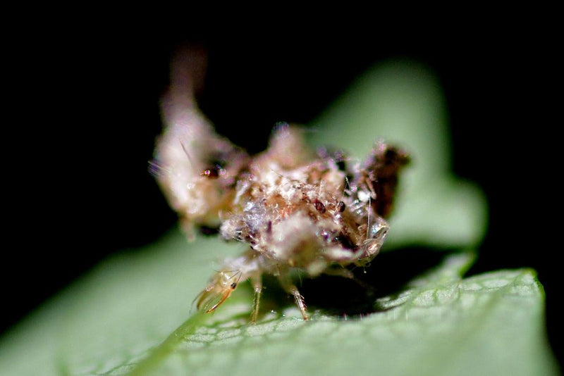 Te zien is de larve van een gaasvlieg op een groen blad. Ze draagt typisch camouflagemateriaal op haar rug.