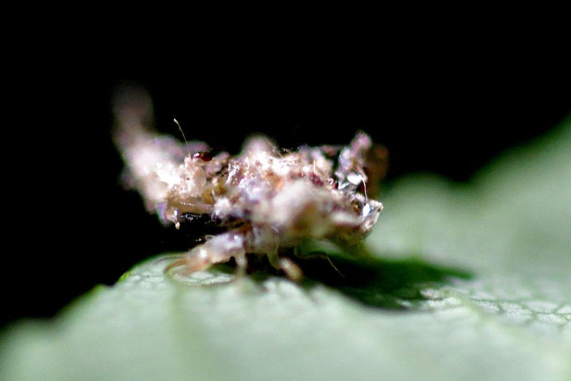 Op een groen blad zit een gaasvlieglarve, die haar lichaam heeft bedekt met een camouflagenlaag van vuil en resten. Het insect blijft roerloos op de ondergro...