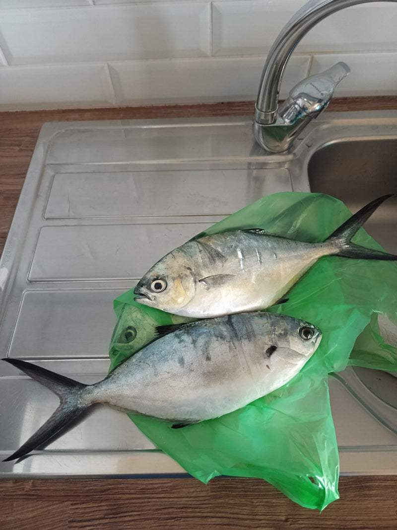 Pompano uit Florida — Bild 1