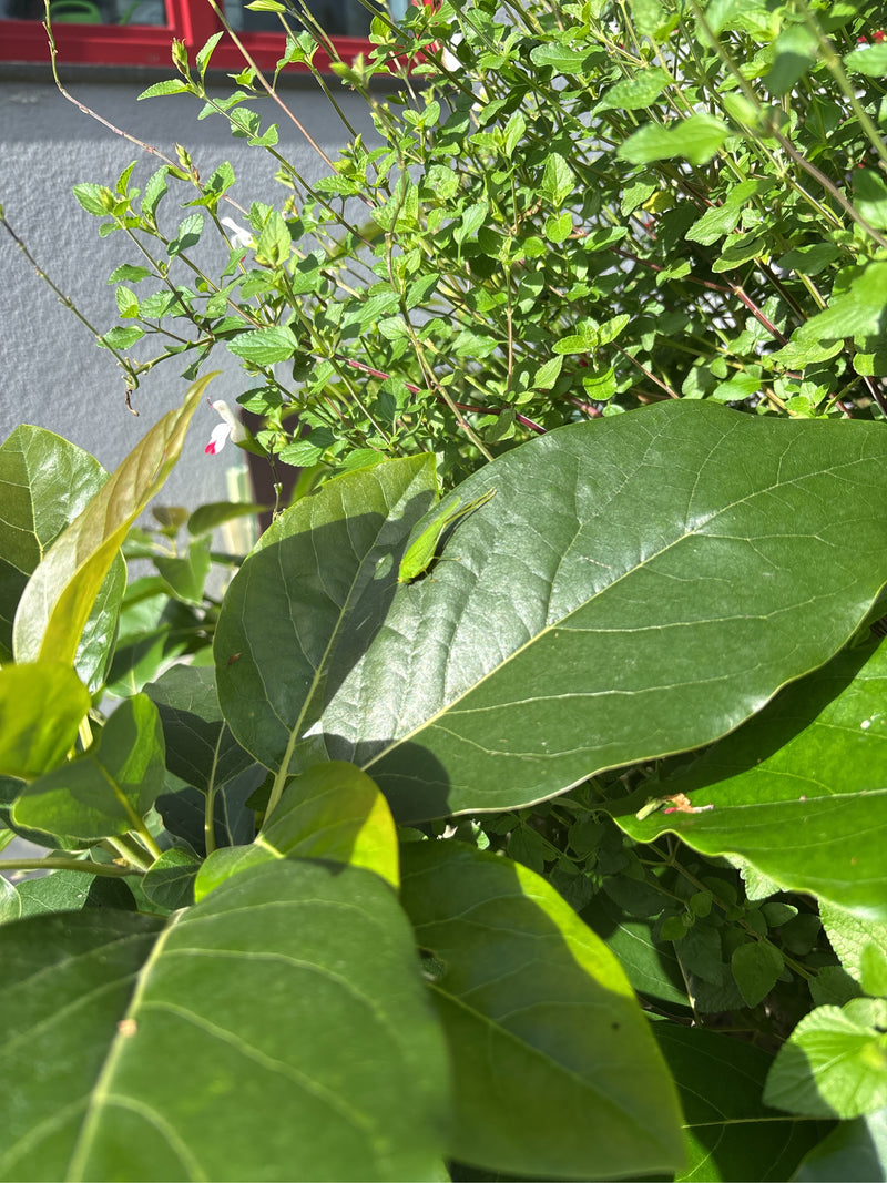 De gigantische bladsprinkhaan uit Florida — foto 1 van 5