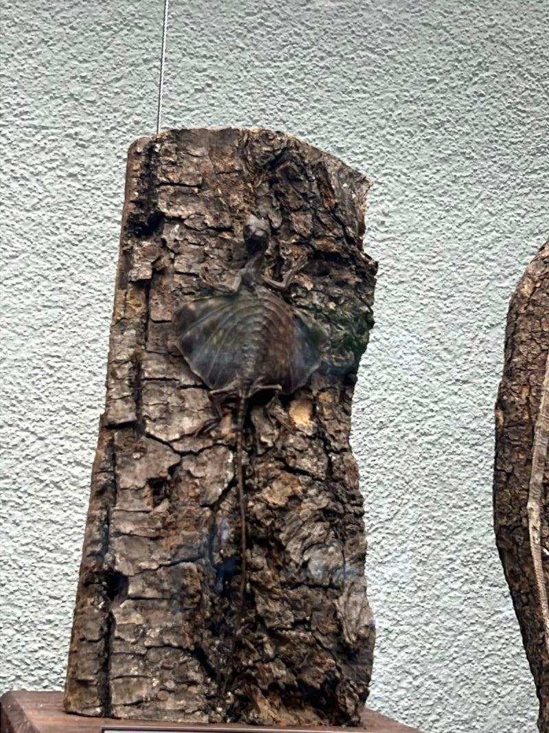 Flugdrache — foto 1 van 1