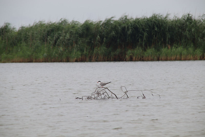 Een visdief zit op een tak die uit het water steekt. Op de achtergrond is een met riet begroeide oever te zien.