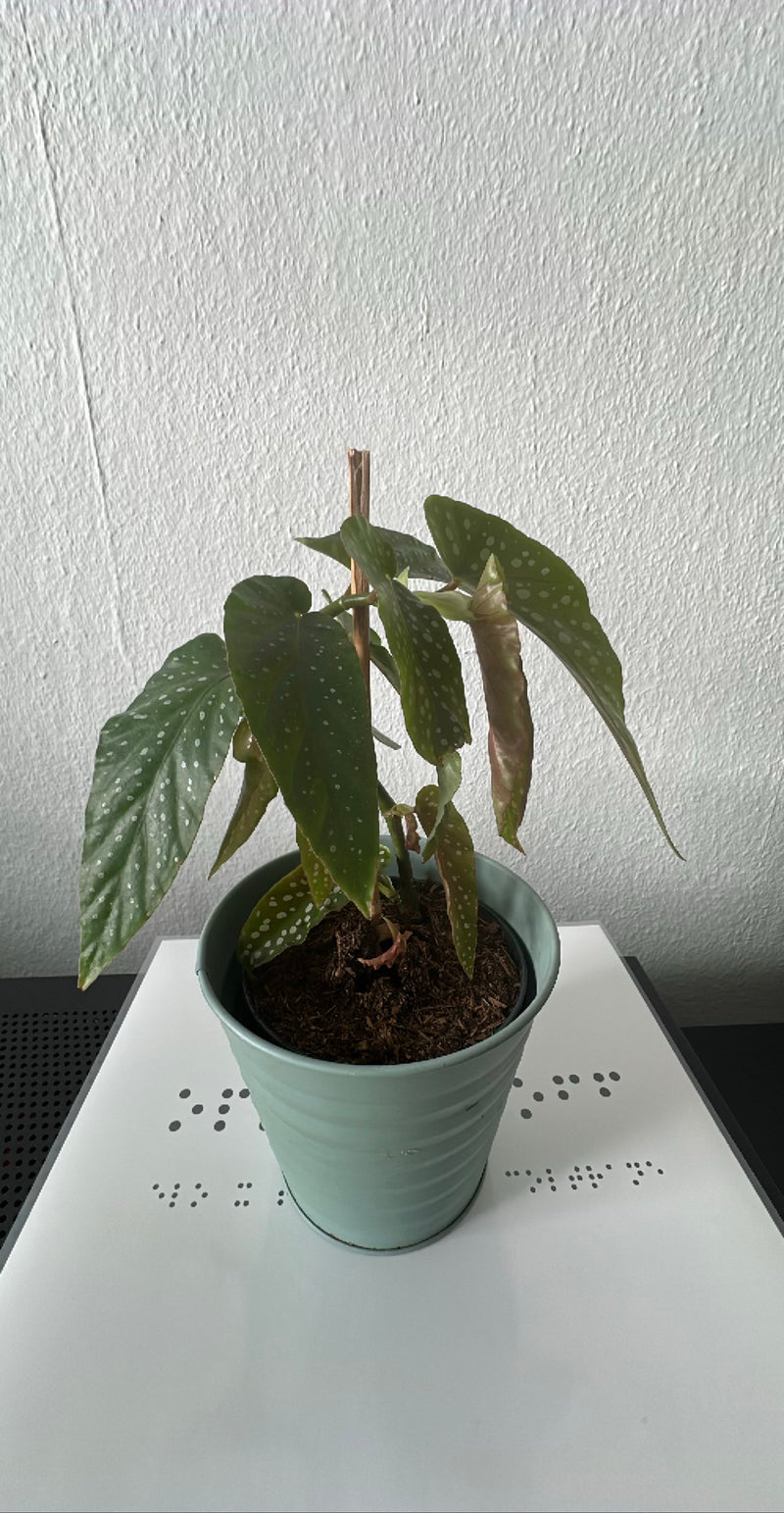 Forel Begonia — Bild 2