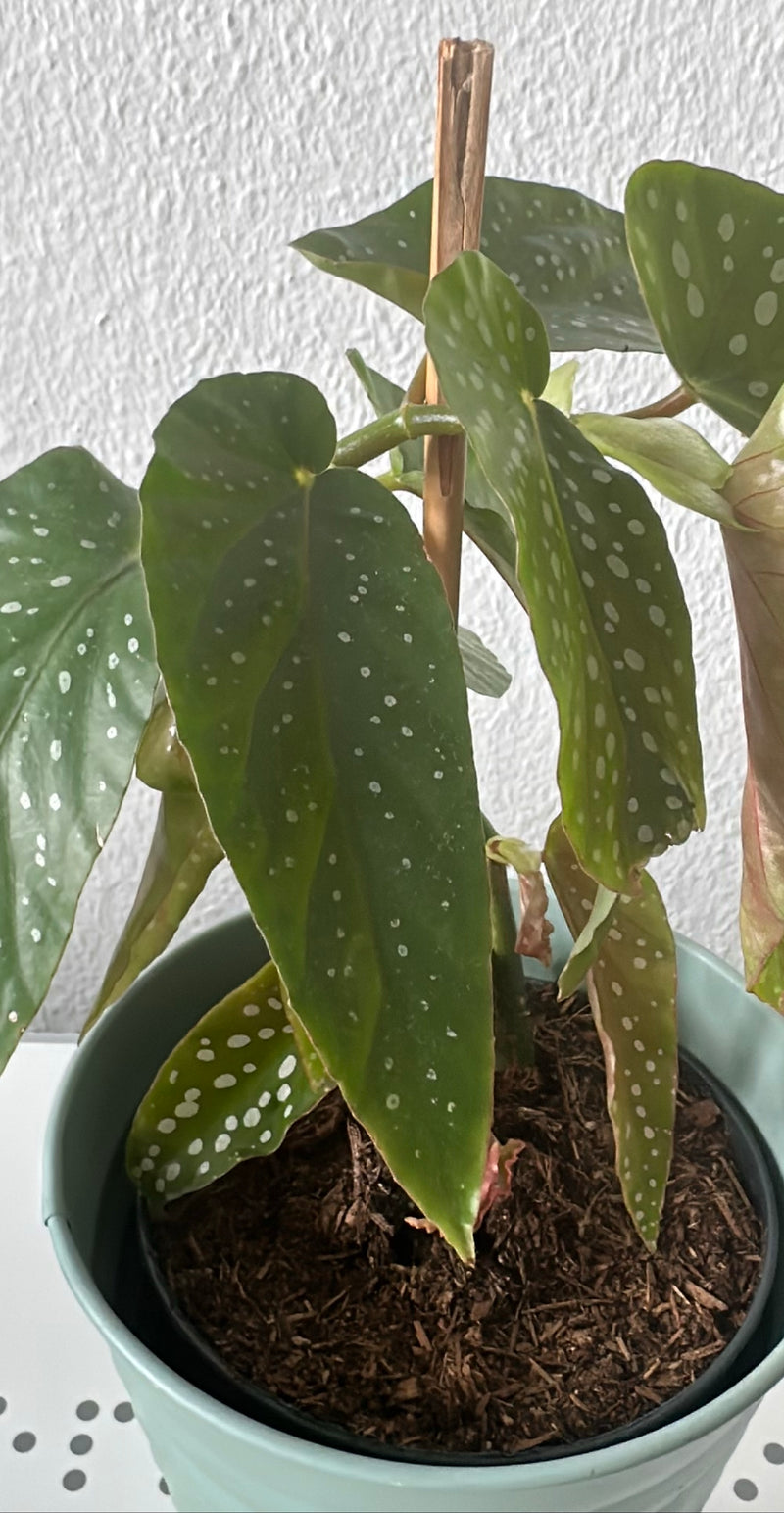 Forel Begonia — Bild 1