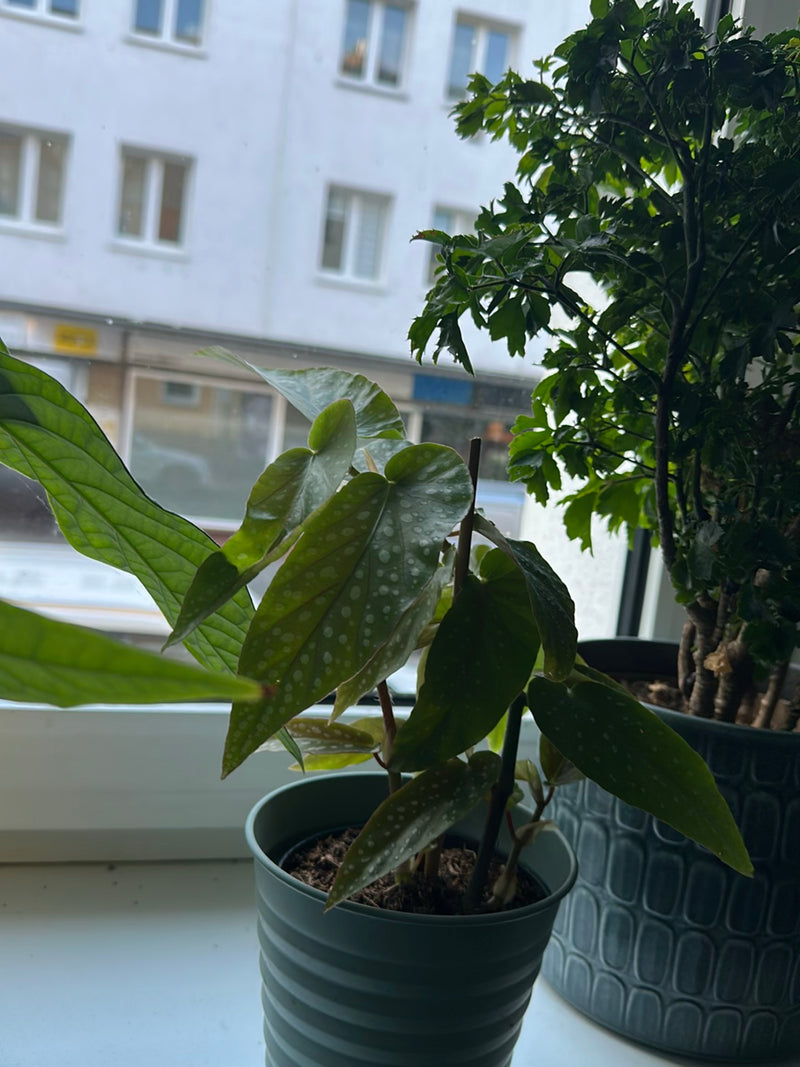 Een begonia maculata is zichtbaar in een kleine bloempot on een vensterbank. De kenmerkende langwerpige bladeren met witte vlekken zijn duidelijk herkenbaar.