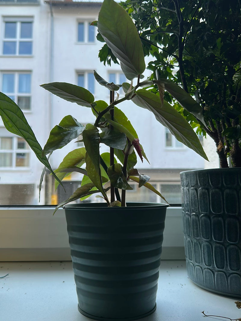 Een begonia maculata is te zien in een groene bloempot op een vensterbank. Op de achtergrond is een gebouw wazig.