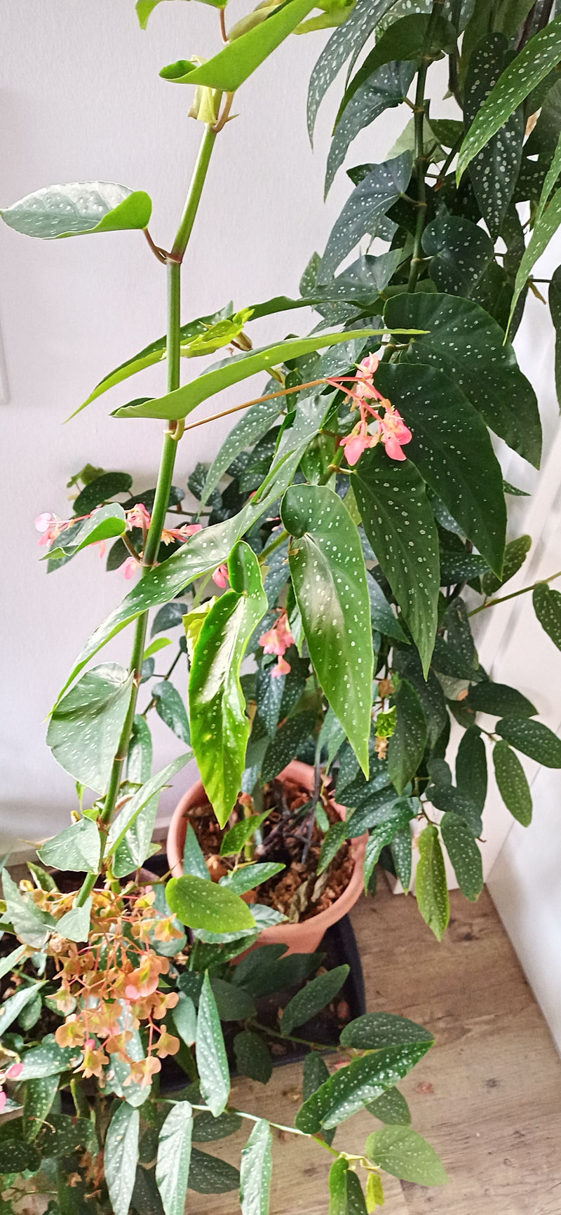 Een bloeiende stippenbegonia met karakteristieke wit gevlekte bladeren en roze bloeiwijzen in een pot.