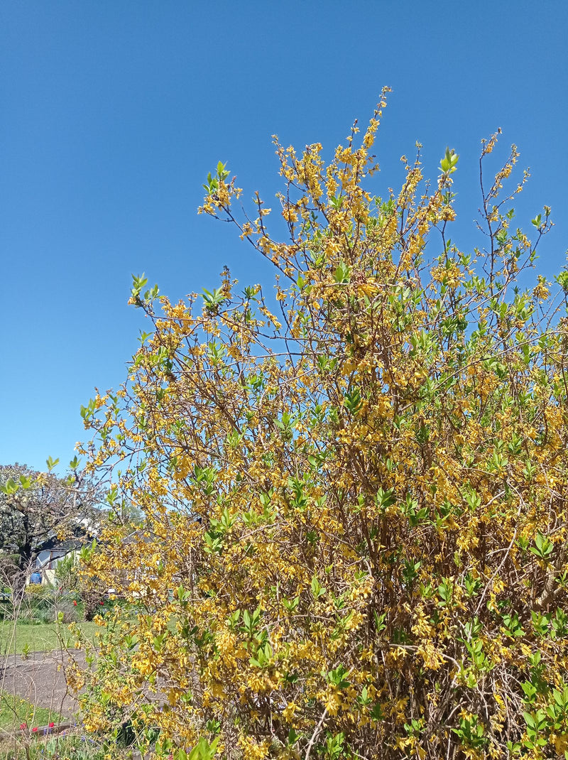 Forsythie (Goldglöckchen) — Bild 1