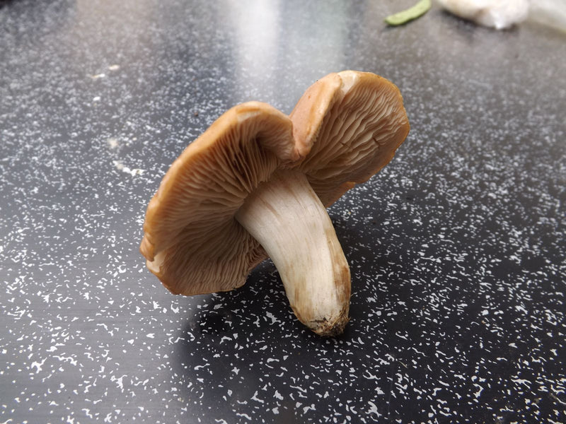 Een geplukte vroege leemhoed ligt op een donker, gespikkeld oppervlak en toont hoed, lamellen en steel.