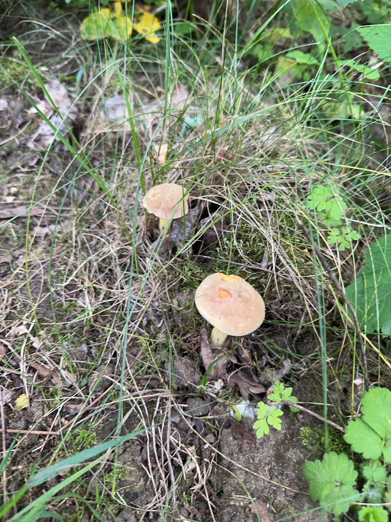 Twee lichtbruine paddestoelen groeien duidelijk te zien tussen gras en bladeren op de bosbodem.