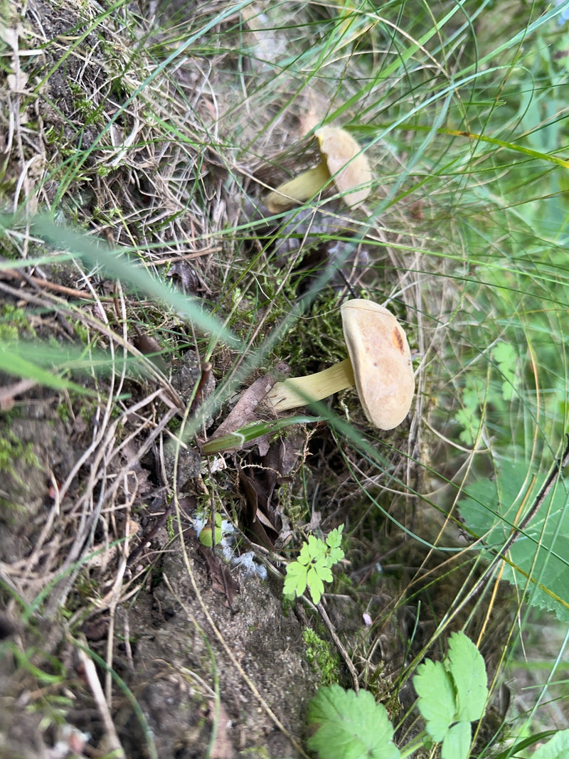 De afbeelding toont twee paddenstoelen met lichte hoeden en stelen die in het gras op de grond groeien. Dit is de vroege leemhoed.