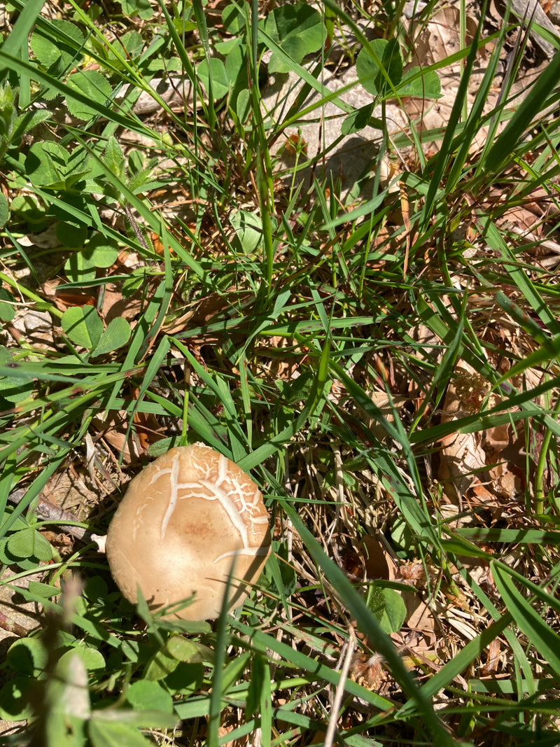 De lichte bruine hoed van een vroege leemhoed is te zien tussen groen gras. De paddenstoel is goed herkenbaar.