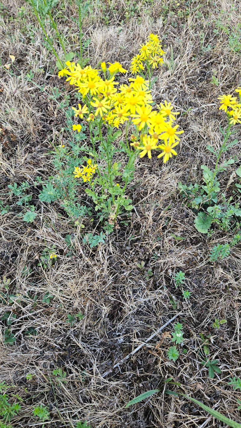 Lente Jakobskruiskruid — Bild 1