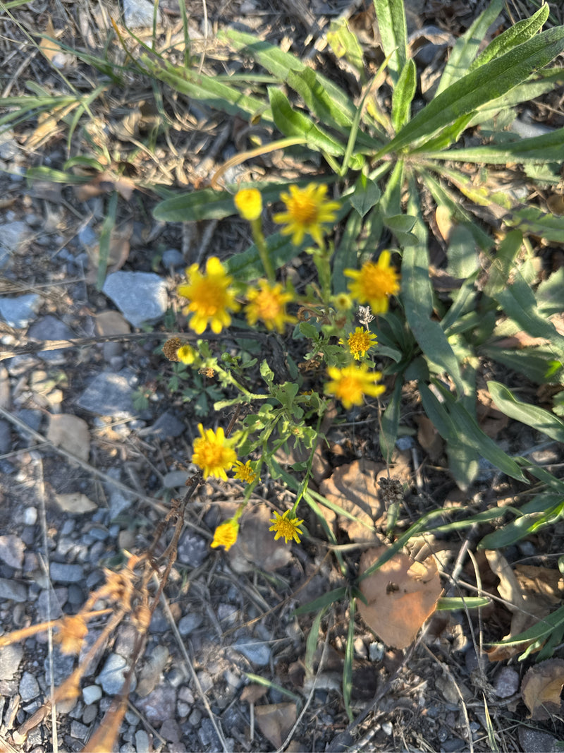 Een bloeiend oosters kruiskruid met felgele bloemhoofdjes groeit op grindachtige grond.