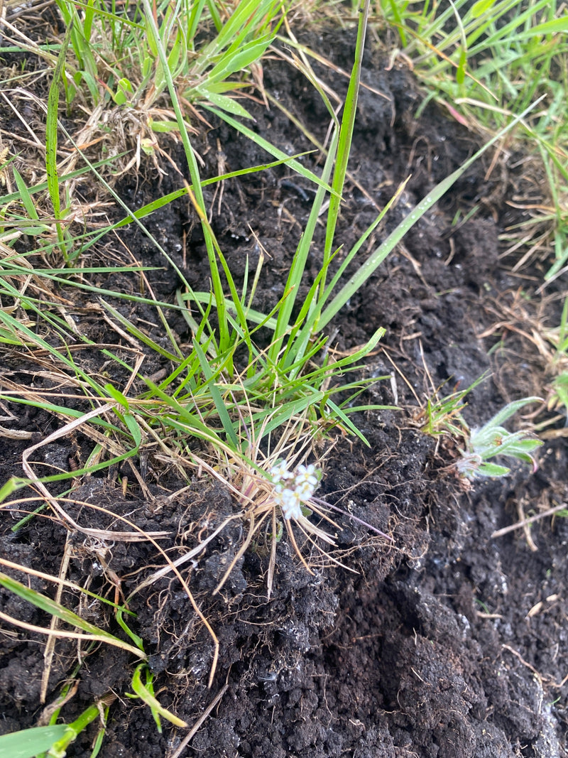 Lente honger bloemen — Bild 1