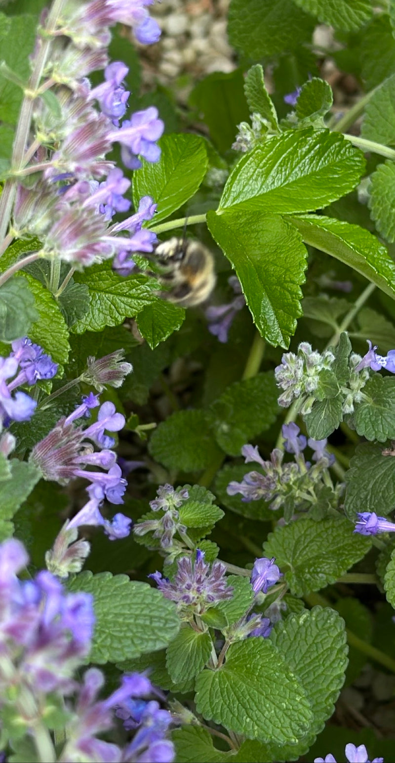 Lente bontbij — Bild 2