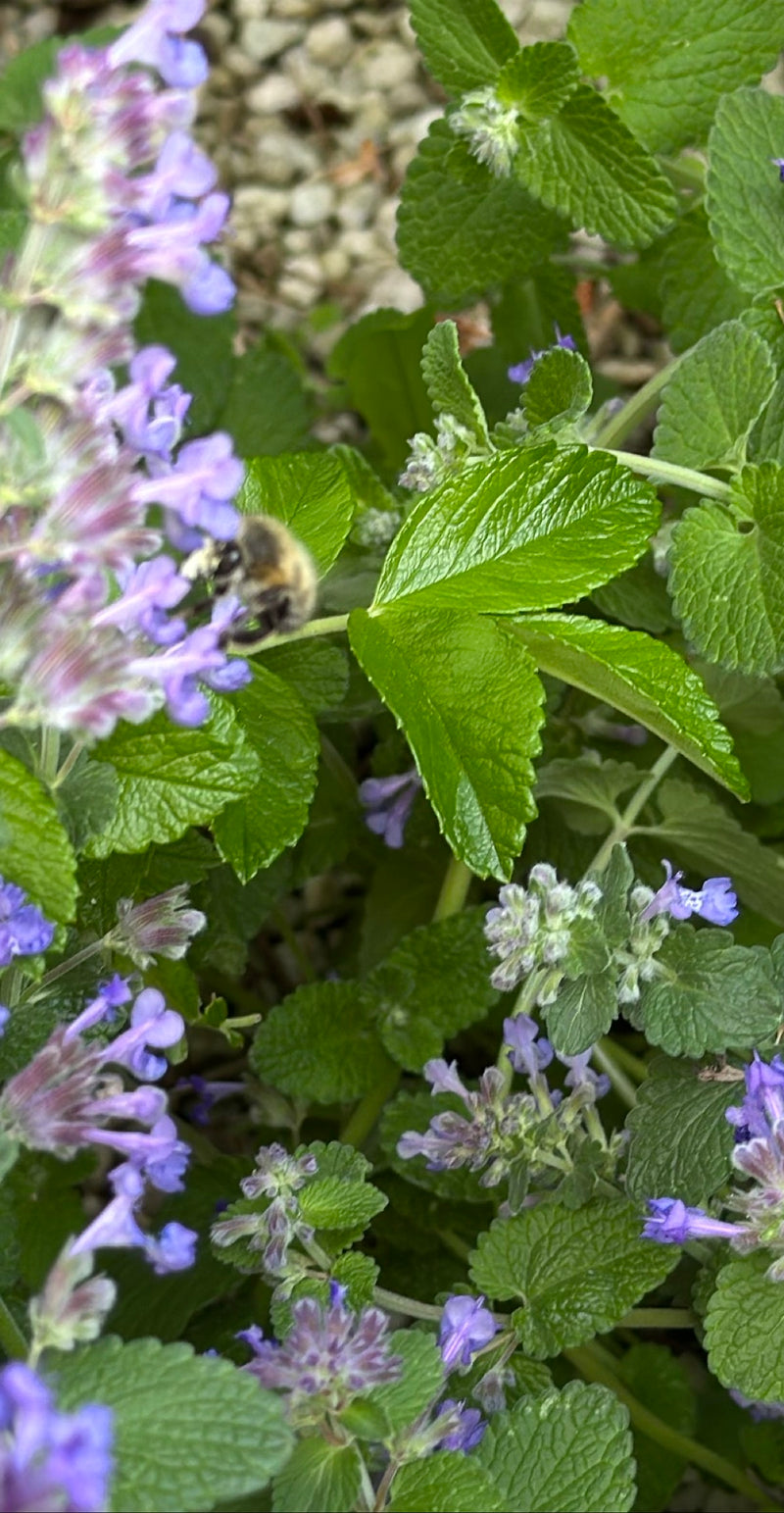 Lente bontbij — Bild 1