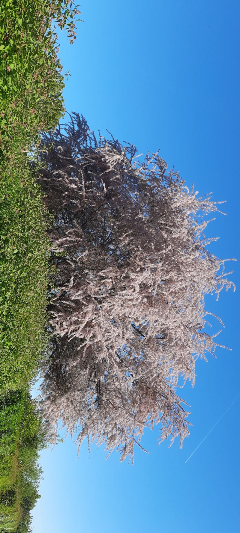 Lente tamarisk — Bild 1