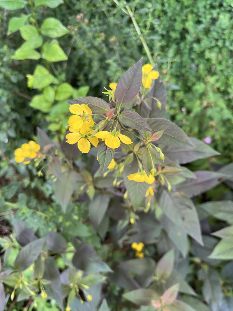 Omzoomde kattestaart (variëteit 'Firecracker') — Bild 1