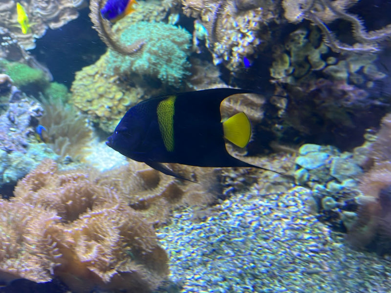 Französischer Kaiserfisch — foto 1 van 1