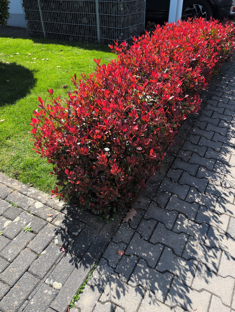Glanzende mispel — Bild 1