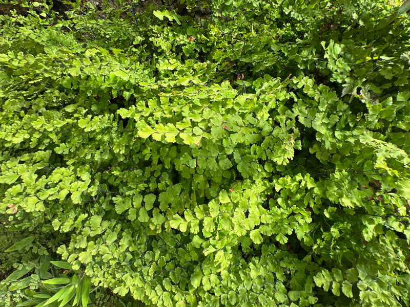 Dichte groei van een venushaarvaren met karakteristieke lichtgroene, waaiervormige blaadjes en fijne donkere stelen van bovenaf gezien.