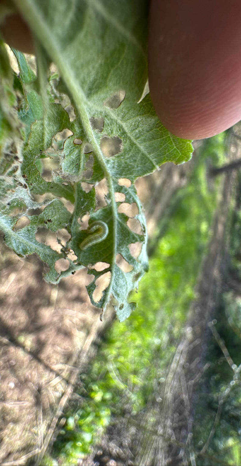 Operaphtera Brumata — Bild 3