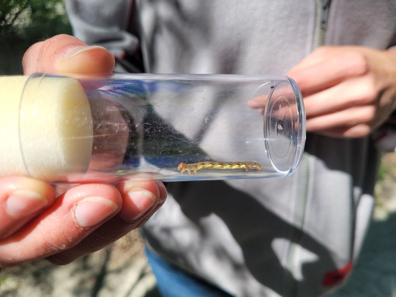 Een rups van de kleine wintervlinder zit in een doorzichtige plastic buis die in handen wird gehouden.