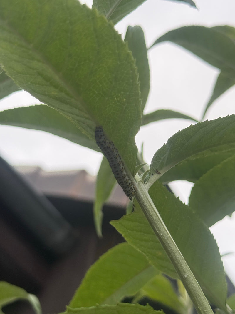 Een rups van de kleine wintervlinder zit aan de onderkant van een groen blad. Het dier is goed zichtbaar in zijn typische omgeving.