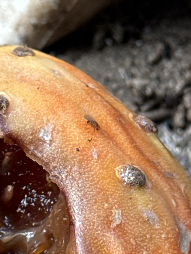 Een kleine fruitvlieg zit op de schil van een rijpe vrucht. Het insect is duidelijk zichtbaar.