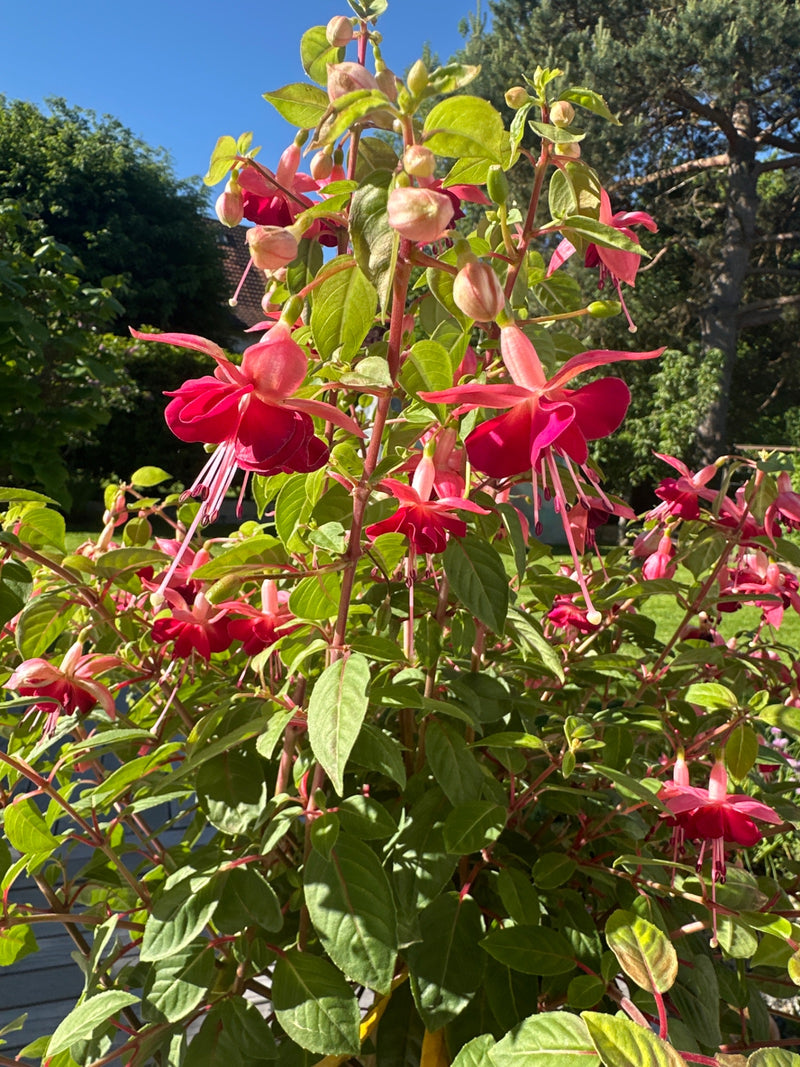 Fuchsie — Bild 1