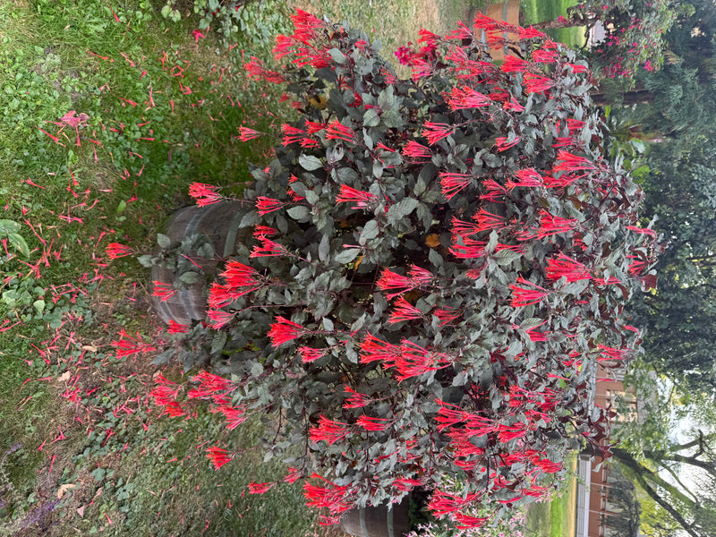 Een grote, rijkbloeiende fuchsiasteuk met donker loof en talloze buisvormige oranjerode bloemen groeit in een houten kuip.