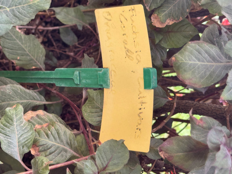 De afbeelding toont de bladeren en stengels van een fuchsia. Een geel plantenlabel identificeert het als een Fuchsia-cultivar.
