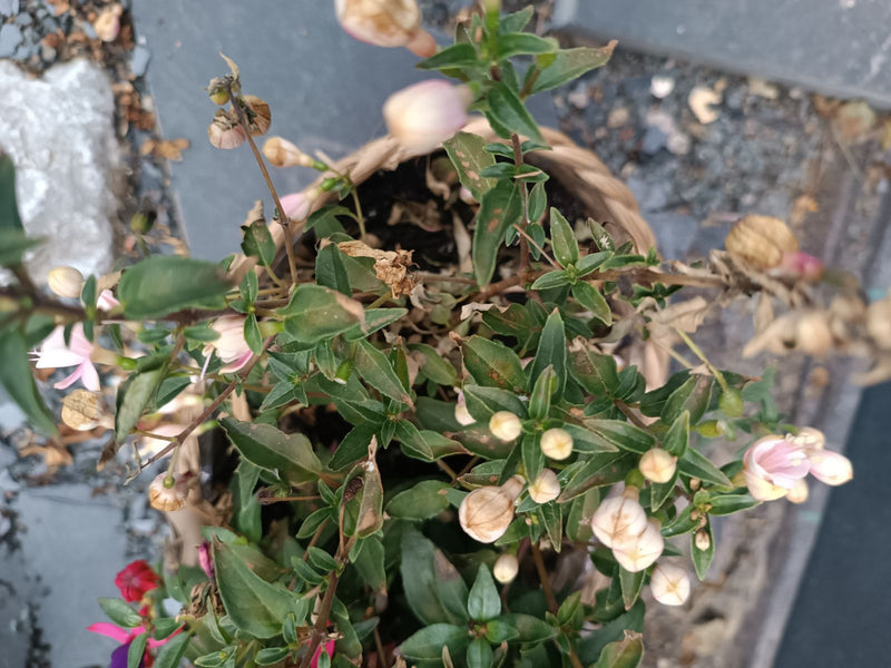 fuchsia — foto 3 van 12