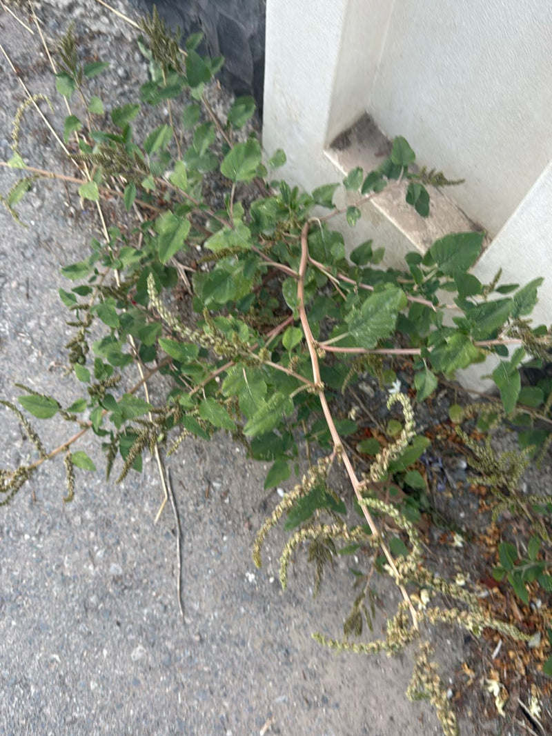 Vossestaart (amaranth) — foto 5 van 7