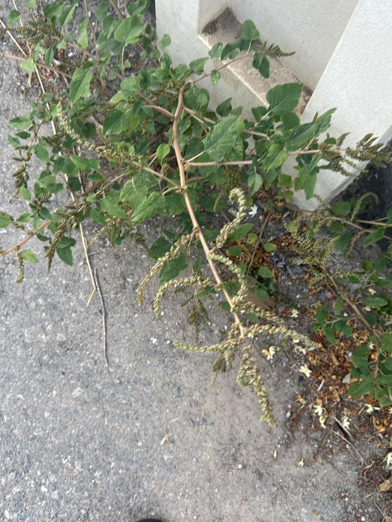 Vossestaart (amaranth) — foto 4 van 7