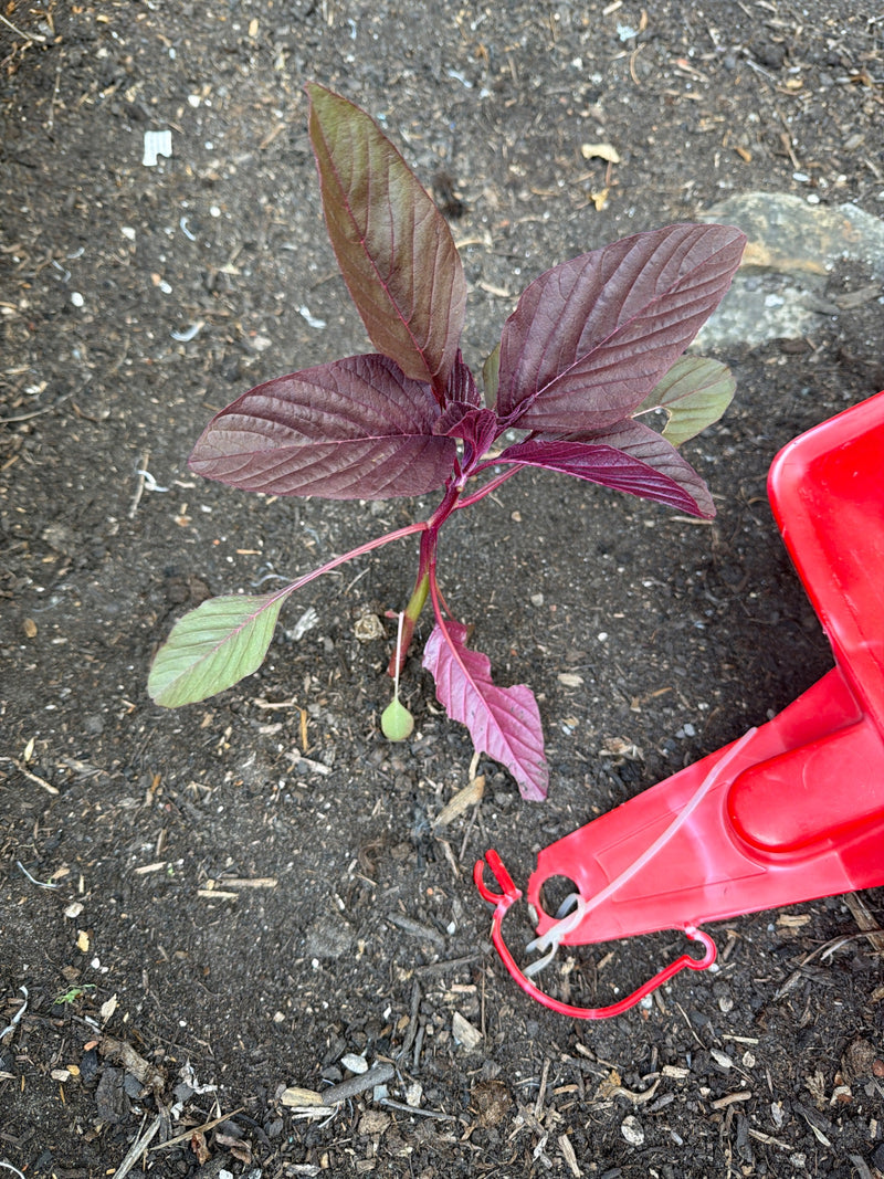 Vossestaart (amaranth) — foto 2 van 7