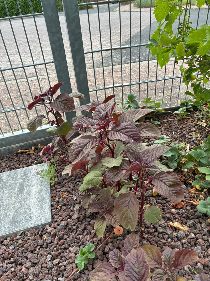 Vossestaart (amaranth) — foto 1 van 7