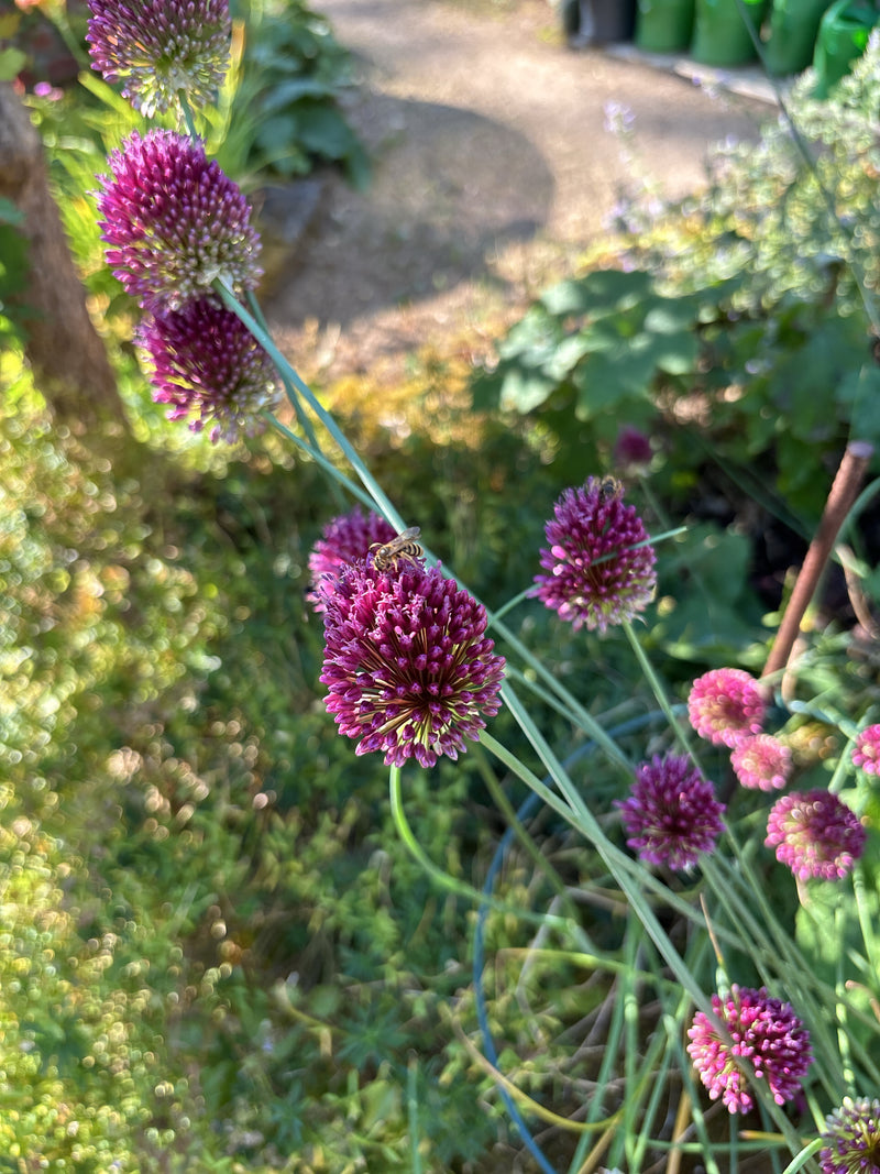 Een kleine groefbij zit op een paarse bloemstand. De foto toont de bij van bovenaf in een tuin.