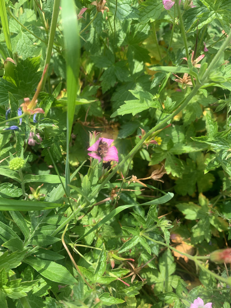 Een kleine groefbij zit in het centrum van een roze bloem, omringd door groen blad en stengels. Het insect is herkenbaar op de bloem, maar oogt vrij klein in...