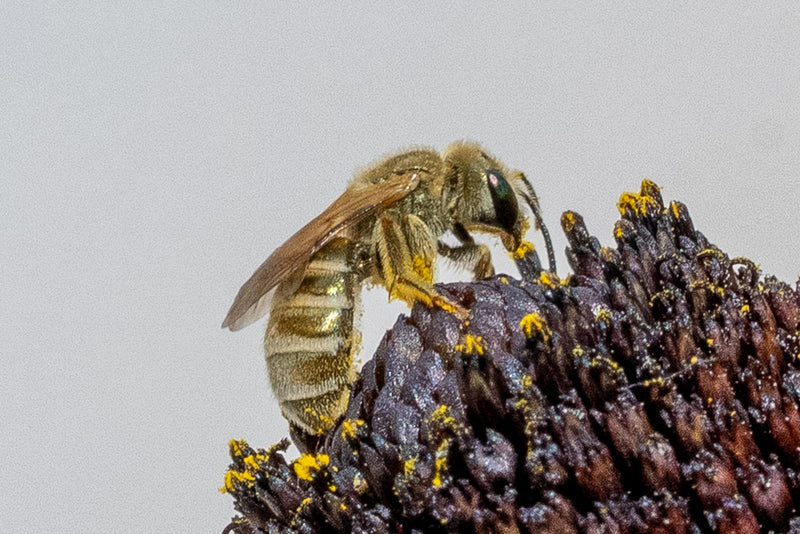 Een groefbij zit op het donkere hart van een bloem en verzamelt gele bloemstuifmeel. Het zij-aanzicht toont het harige insect tijdens het foerageren.