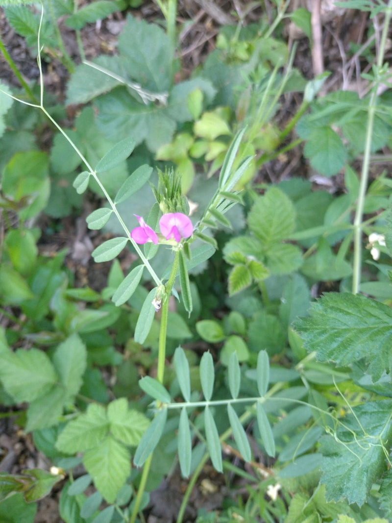 Voederwikke — Bild 1
