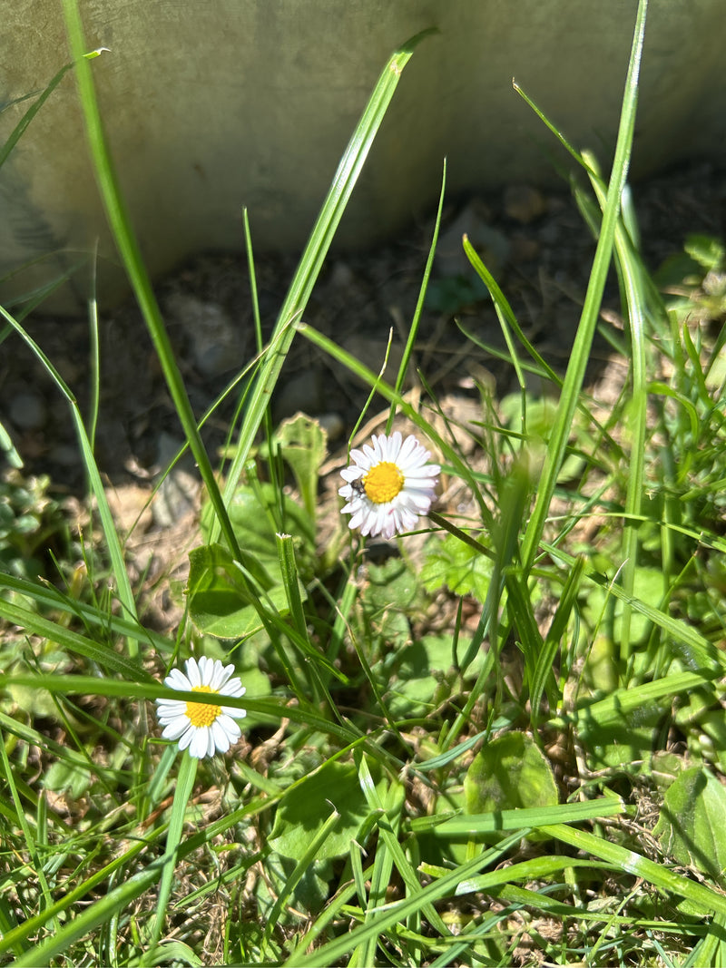 De afbeelding toont twee madeliefjes met witte bloemblaadjes en een gele kern. Ze groeien te midden van hoog gras in een weiland.