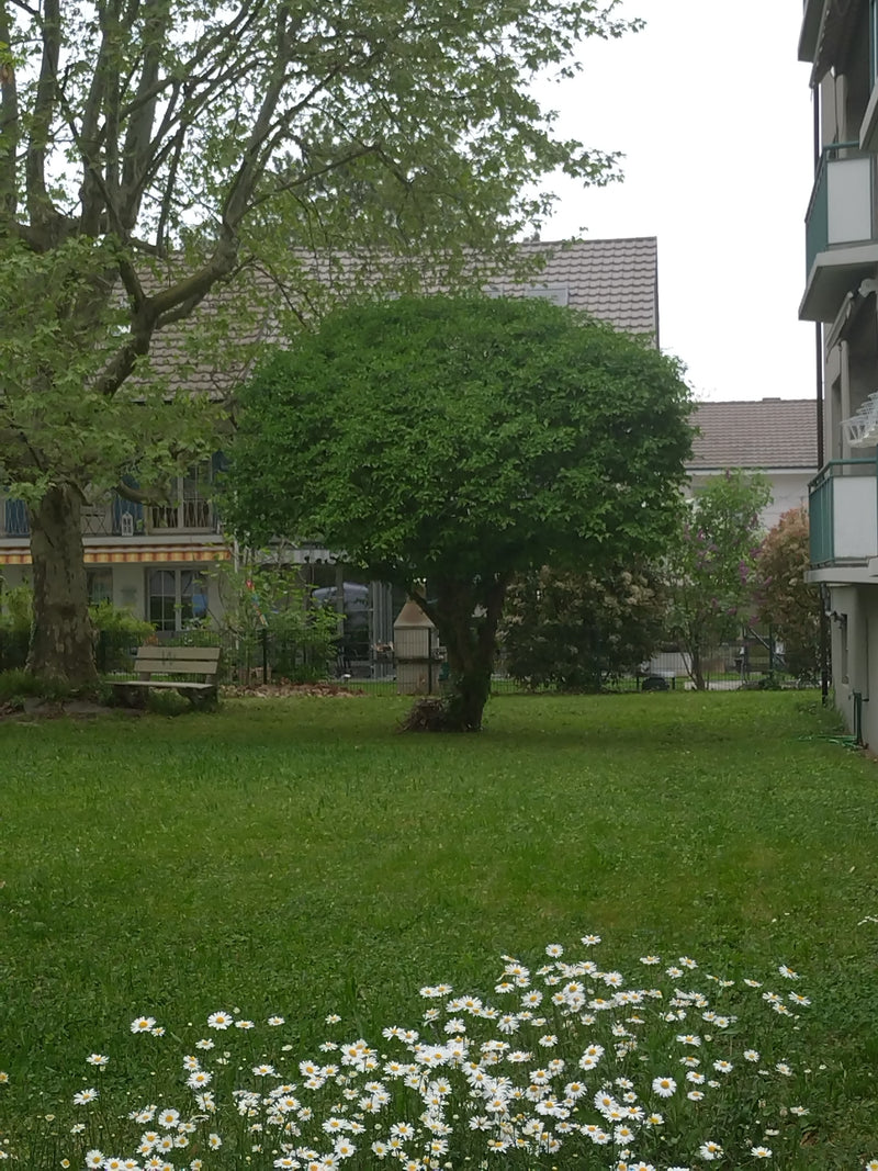 Op de voorgrond bloeien talrijke madeliefjes op een groen gazon. Op de achtergrond zijn bomen en woongebouwen te zien.