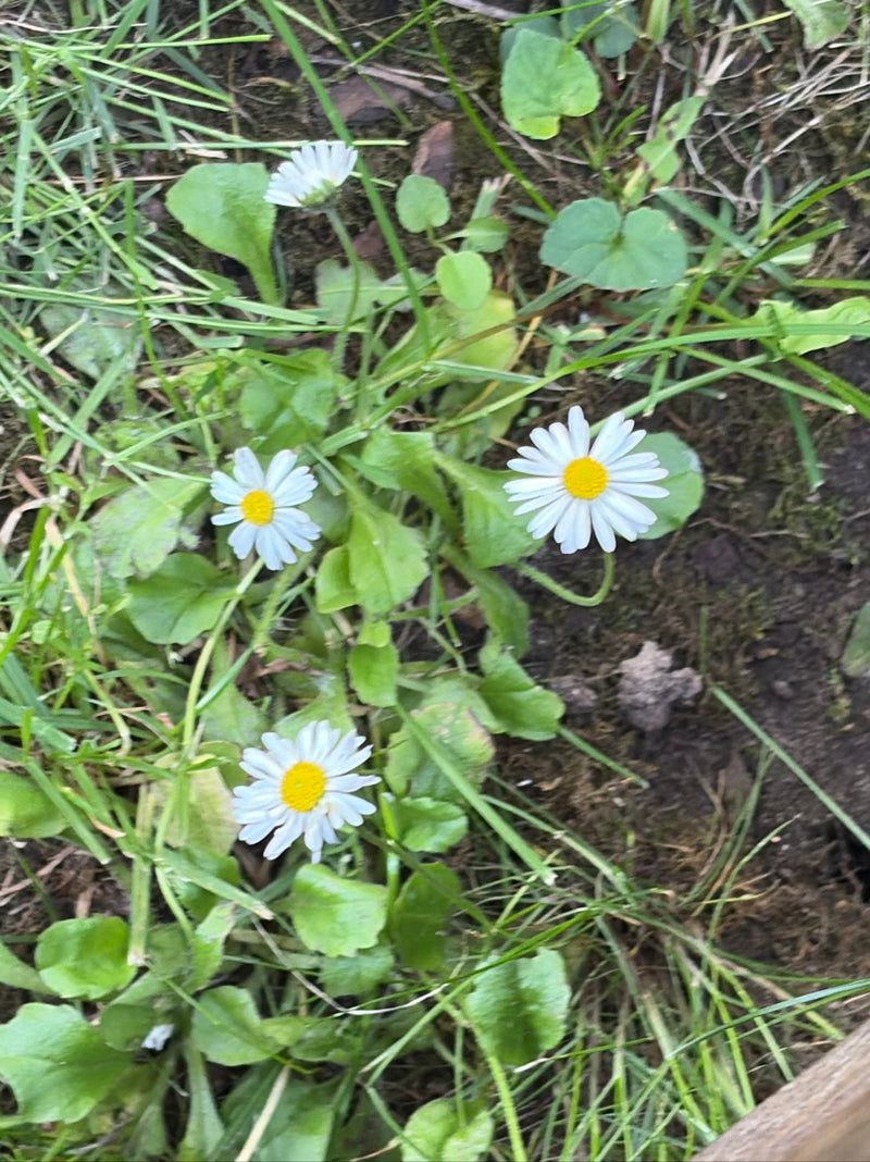 De afbeelding toont verschillende madeliefjes met witte bloemblaadjes en een gele kern. Ze groeien in een weiland tussen gras en groene bladeren.