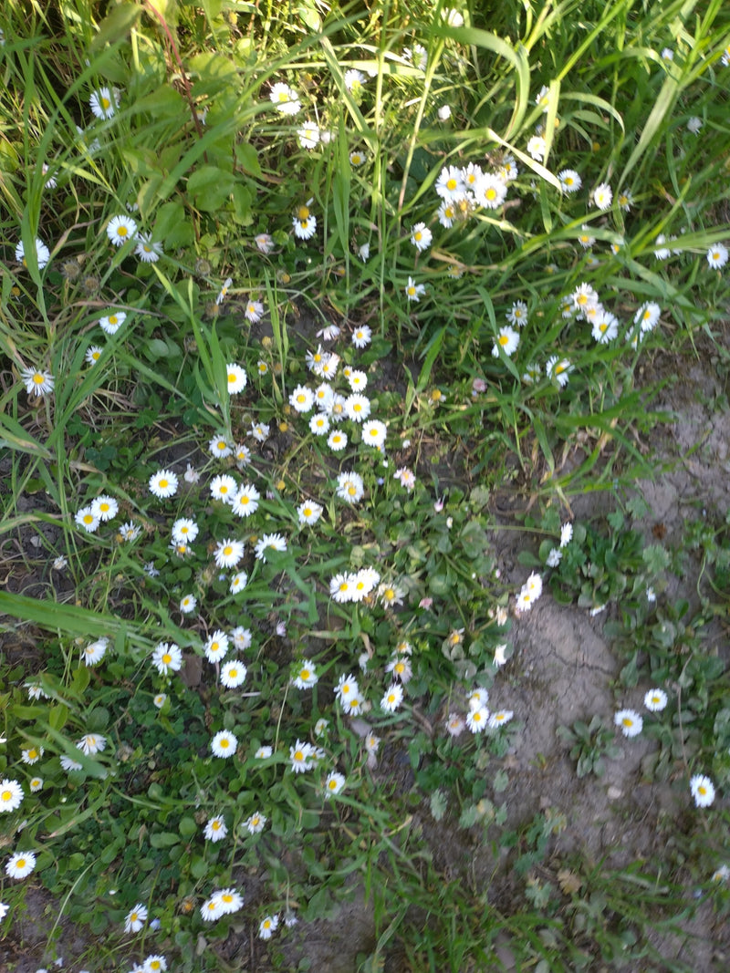 Talrijke madeliefjes met witte bloemblaadjes en een geel hart bloeien in een weiland tussen gras en open aarde. De foto toont de planten van bovenaf in hun n...