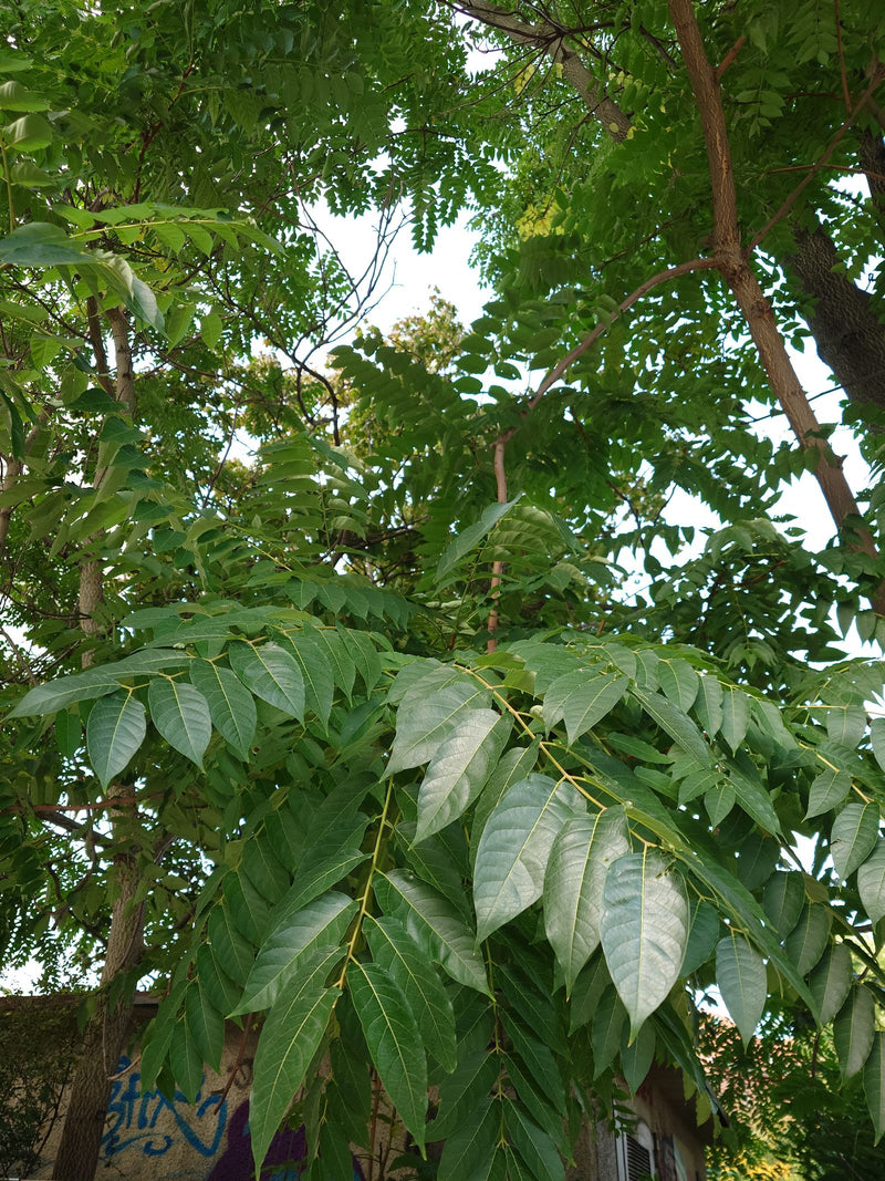 Zicht van onderaf in de kroon van een hemelboom met dichte, geveerde bladeren tegen een lichte hemel.