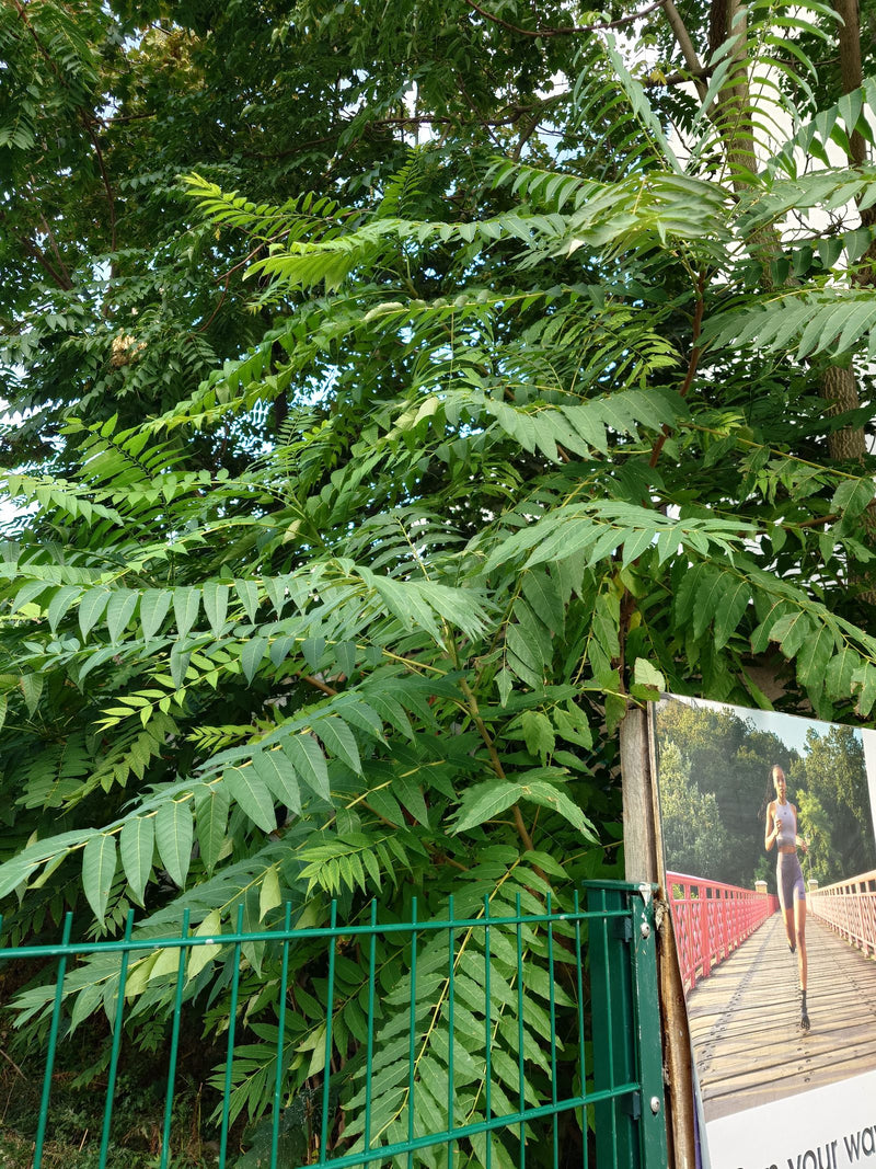 Een hemelboom met zijn karakteristieke, lange geveerde bladeren groeit achter een groen metalen hek.