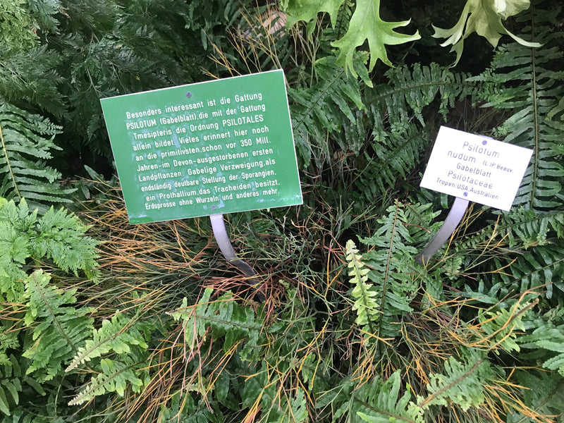 Gabelblatt — foto 1 van 1