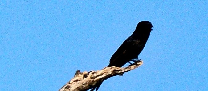 Gabelschwanzdrongo — foto 2 van 2
